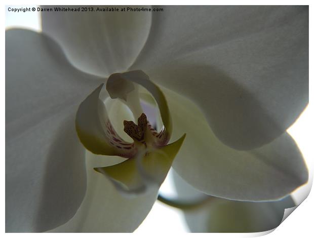Orchid Kiss Print by Darren Whitehead