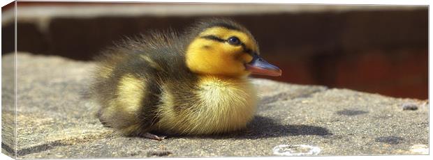 Not so Ugly Duckling. Canvas Print by Nick Hall