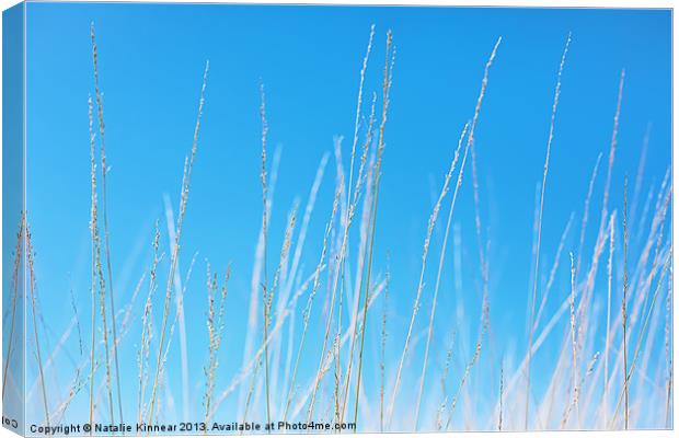 Golden Grasses against a Clear Blue Sky Canvas Print by Natalie Kinnear