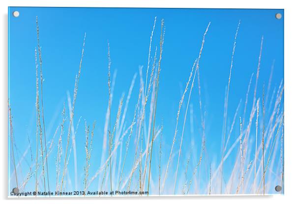 Golden Grasses against a Clear Blue Sky Acrylic by Natalie Kinnear
