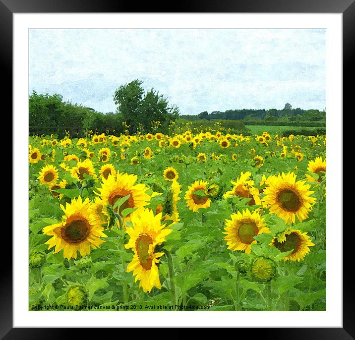 Sunflower field Framed Mounted Print by Paula Palmer canvas