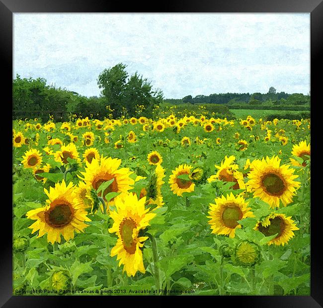 Sunflower field Framed Print by Paula Palmer canvas