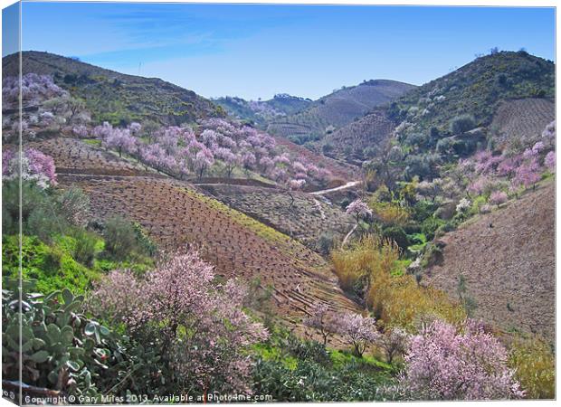 Almond Blossom Valley Canvas Print by Gary Miles