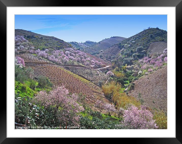 Almond Blossom Valley Framed Mounted Print by Gary Miles