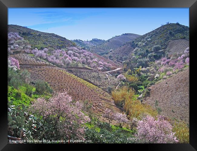 Almond Blossom Valley Framed Print by Gary Miles