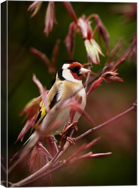 GOLDFINCH AND ACER Canvas Print by Anthony R Dudley (LRPS)