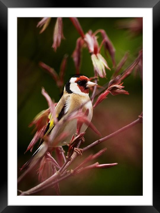 GOLDFINCH AND ACER Framed Mounted Print by Anthony R Dudley (LRPS)