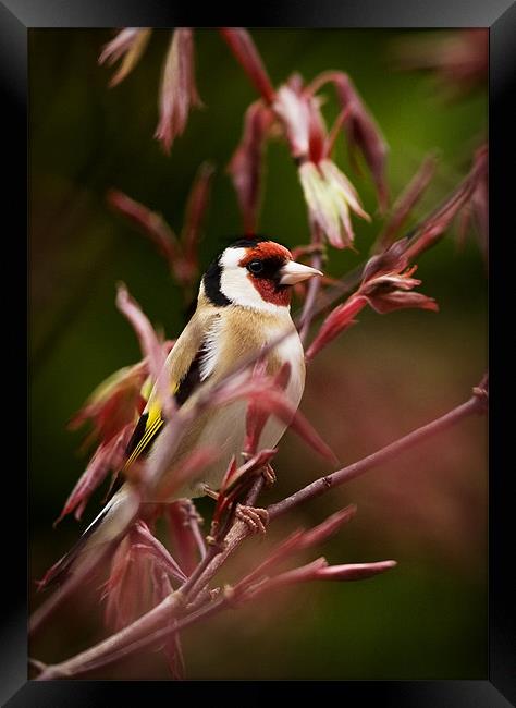 GOLDFINCH AND ACER Framed Print by Anthony R Dudley (LRPS)