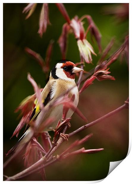 GOLDFINCH AND ACER Print by Anthony R Dudley (LRPS)