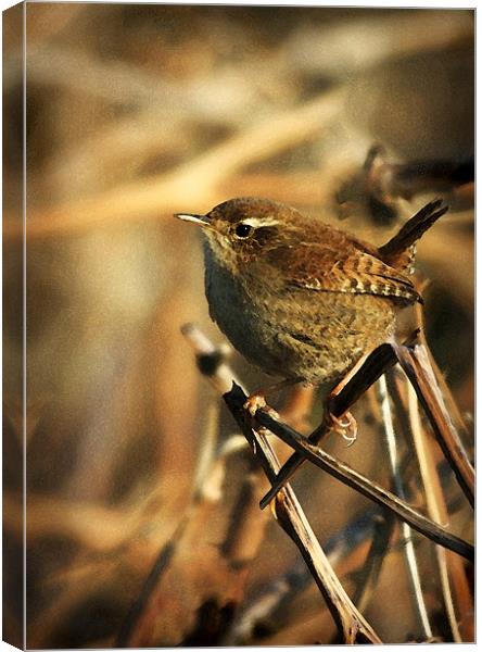 WREN Canvas Print by Anthony R Dudley (LRPS)