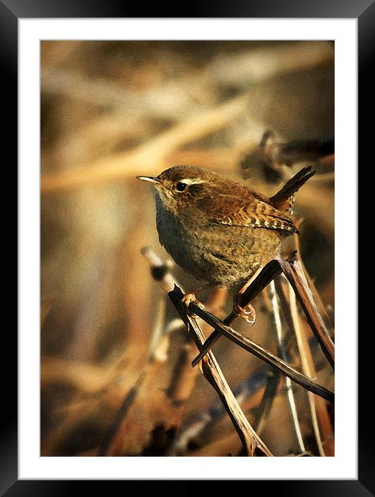 WREN Framed Mounted Print by Anthony R Dudley (LRPS)