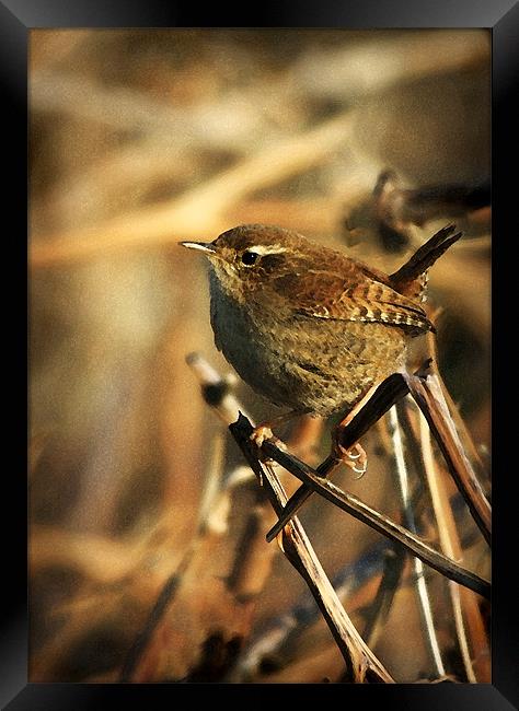 WREN Framed Print by Anthony R Dudley (LRPS)