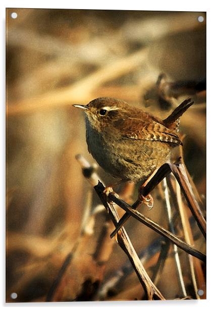 WREN Acrylic by Anthony R Dudley (LRPS)