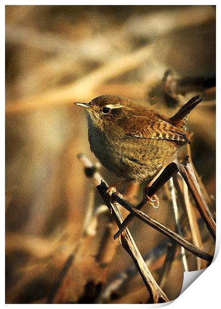 WREN Print by Anthony R Dudley (LRPS)