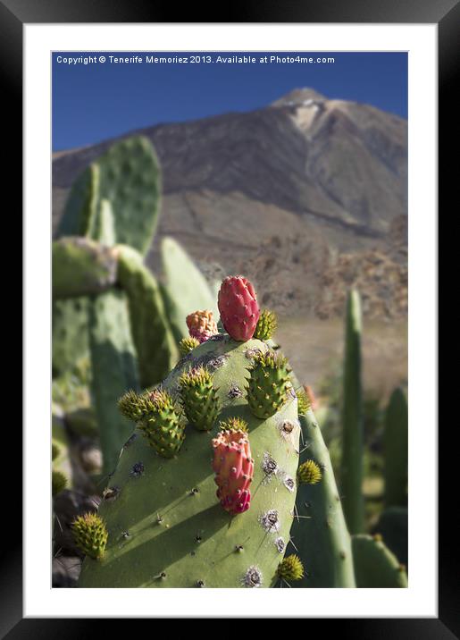 Prickly Pear Framed Mounted Print by Tenerife Memoriez