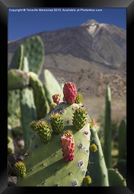 Prickly Pear Framed Print by Tenerife Memoriez