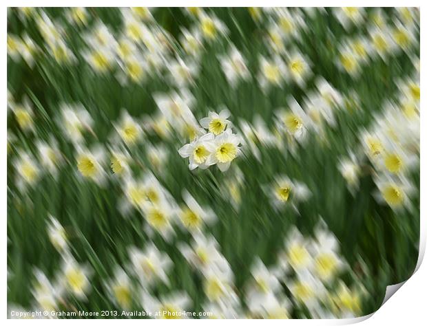 Daffodils Print by Graham Moore