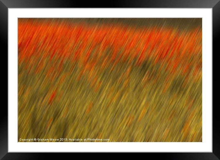Poppies Framed Mounted Print by Graham Moore
