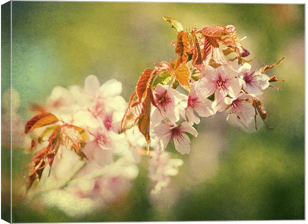 Spring Time Canvas Print by Dawn Cox