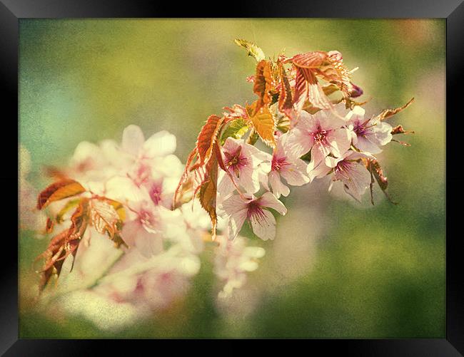 Spring Time Framed Print by Dawn Cox