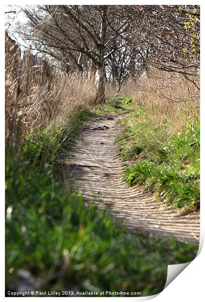 A walk on the wild side Print by Digitalshot Photography