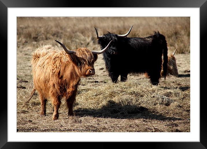 Majestic Highland Cattle Bask in Evening Glow Framed Mounted Print by Digitalshot Photography