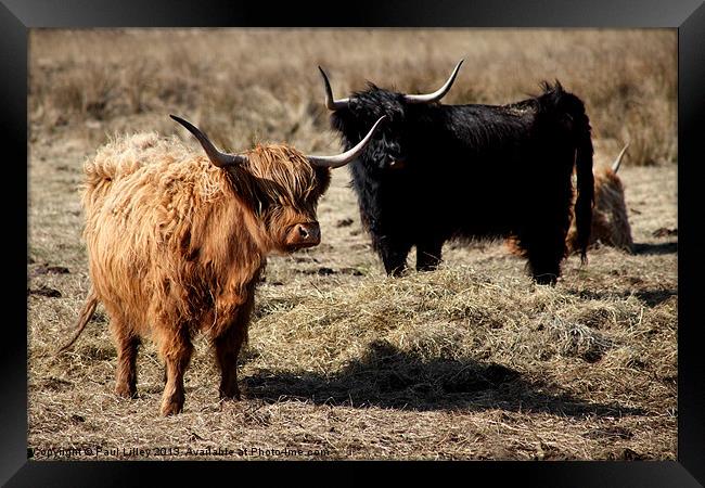 Majestic Highland Cattle Bask in Evening Glow Framed Print by Digitalshot Photography