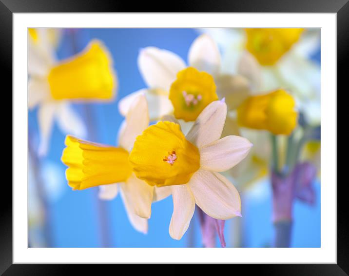 Spring Daffodils Framed Mounted Print by Clive Eariss