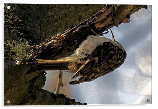 Treecreeper Watercolour Effect Acrylic by Bill Simpson