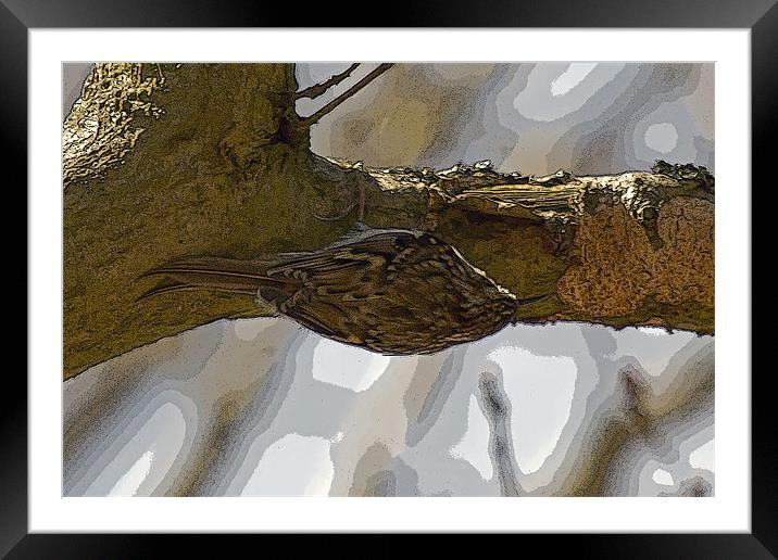 Treecreeper poster edge effect Framed Mounted Print by Bill Simpson