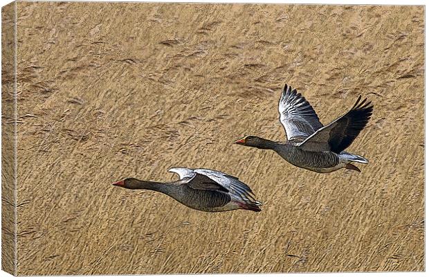Greylag Goose Poster Edge Canvas Print by Bill Simpson