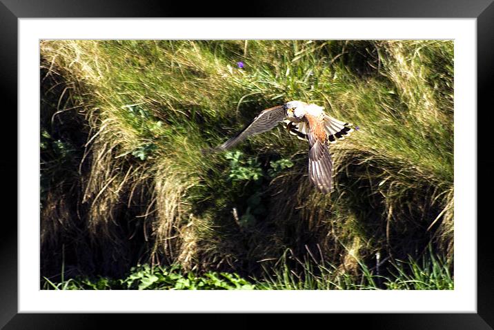 Falcon Framed Mounted Print by keith sutton
