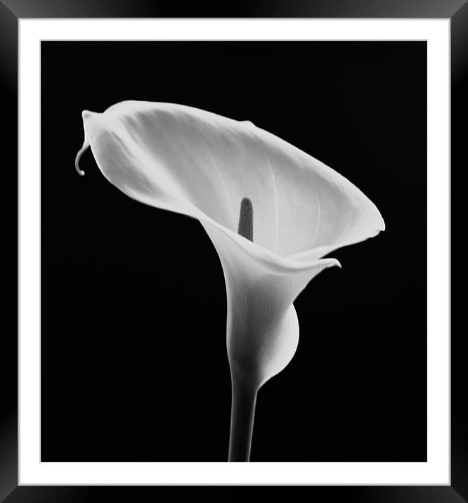 Calla Lily Framed Mounted Print by Jed Pearson