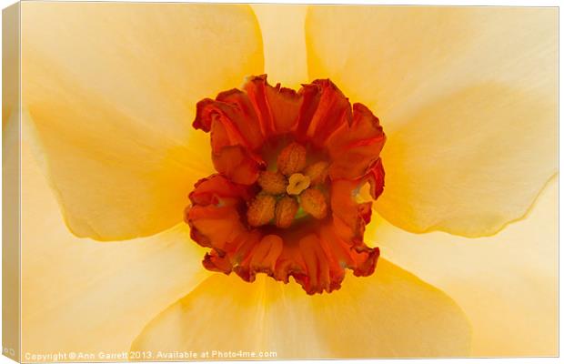 Golden Daffodil Canvas Print by Ann Garrett