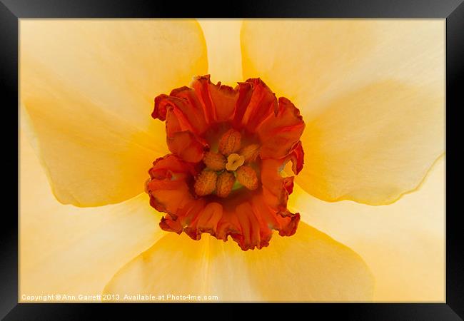 Golden Daffodil Framed Print by Ann Garrett