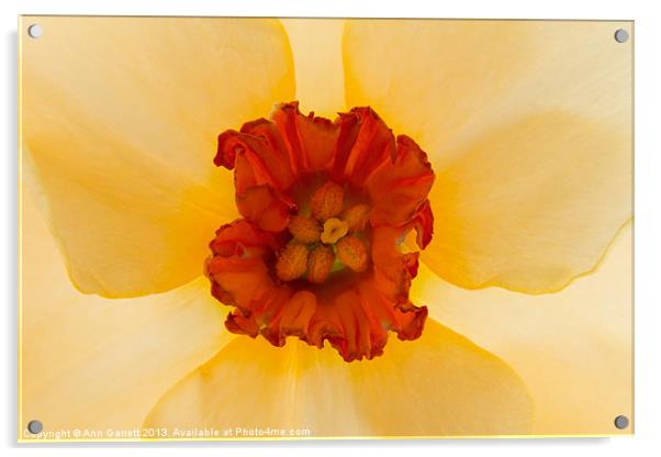 Golden Daffodil Acrylic by Ann Garrett