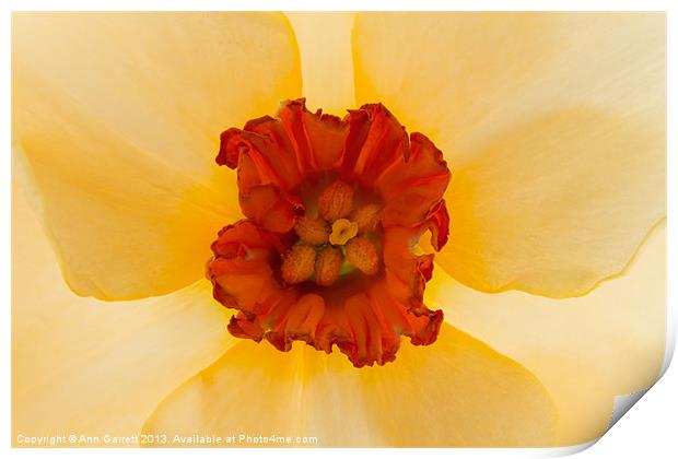 Golden Daffodil Print by Ann Garrett