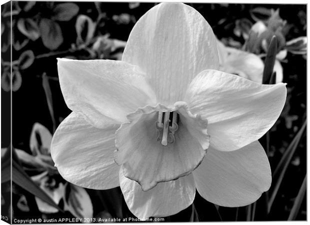 BLACK AND WHITE DAFFODIL Canvas Print by austin APPLEBY
