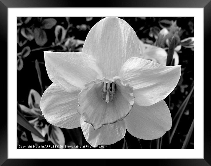 BLACK AND WHITE DAFFODIL Framed Mounted Print by austin APPLEBY