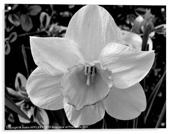 BLACK AND WHITE DAFFODIL Acrylic by austin APPLEBY
