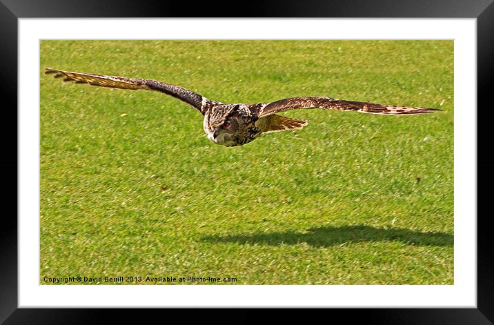 European Eagle Owl Framed Mounted Print by David Borrill