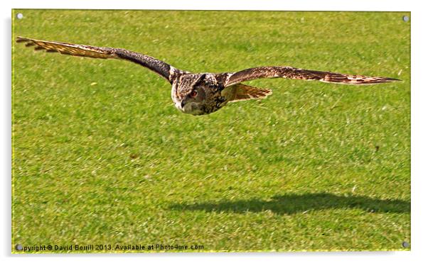 European Eagle Owl Acrylic by David Borrill