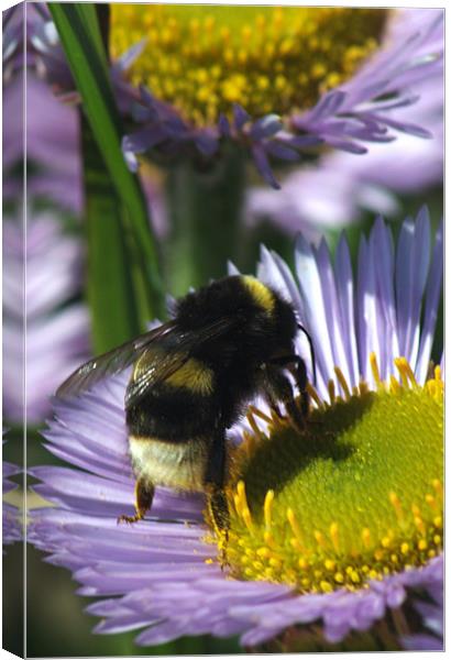Bee at work Canvas Print by Chris Day