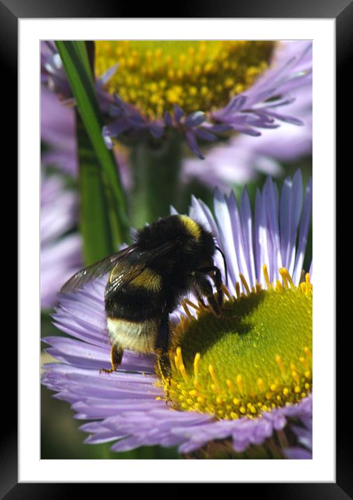 Bee at work Framed Mounted Print by Chris Day