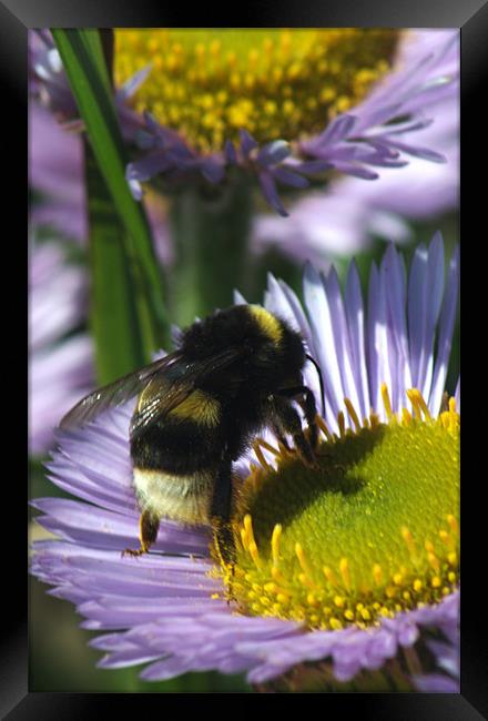 Bee at work Framed Print by Chris Day