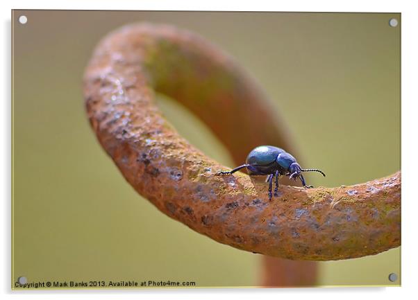 Oil Beetle [ Meloe brevicollis ] Acrylic by Mark  F Banks