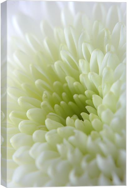 White Chrysanthemum Canvas Print by Chris Day