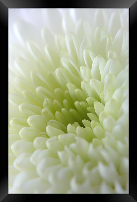 White Chrysanthemum Framed Print by Chris Day