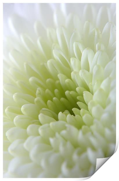 White Chrysanthemum Print by Chris Day