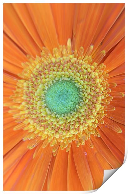 Gerbera Print by Chris Day